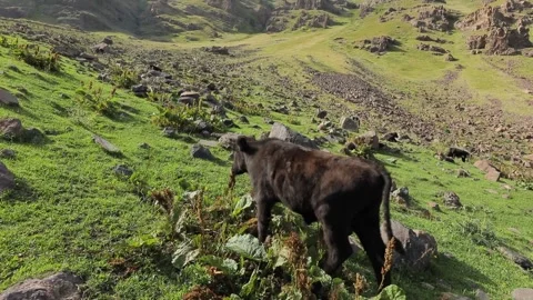 The cow in the field Stock Footage 311763792
