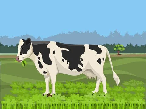 Cow in Field Stock Illustration
