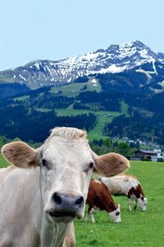 Cow on field looking at camera Stock Photos