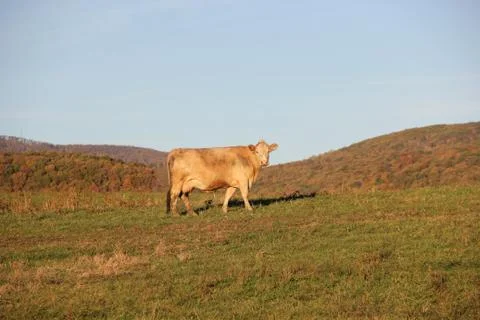 Cow in field looking at camera Stock Photos