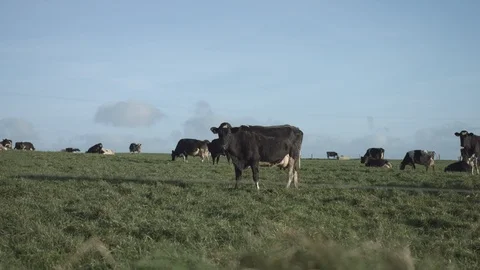 Cow in field looks at camera Stock Footage 124258683