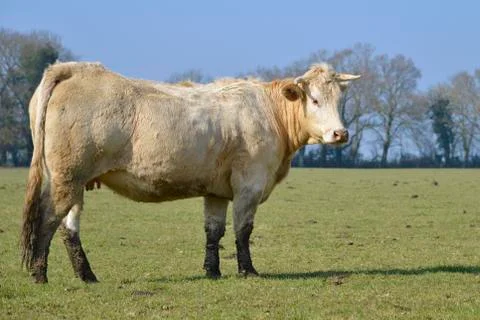 Cow in field Stock Photos