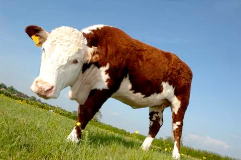Cow in field Stock Photos