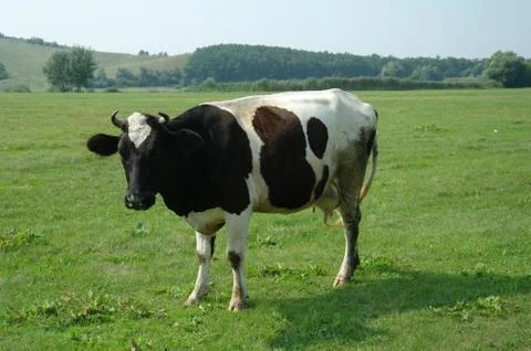 Cow in a field Stock Photos