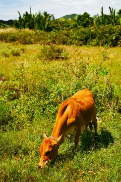 Cow in field Stock Photos