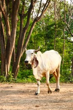 Cow in field Stock Photos