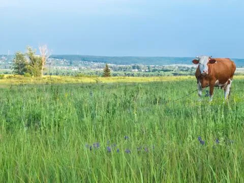 Cow on the field Stock Photos