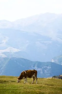 Cow on a field Stock Photos