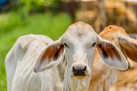 Cow in the field Stock Photos