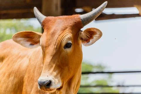Cow in the field Stock Photos