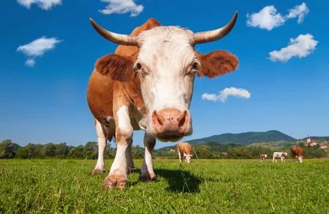 Cow in a field Stock Photos