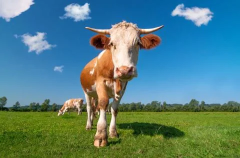 Cow in a field Stock Photos