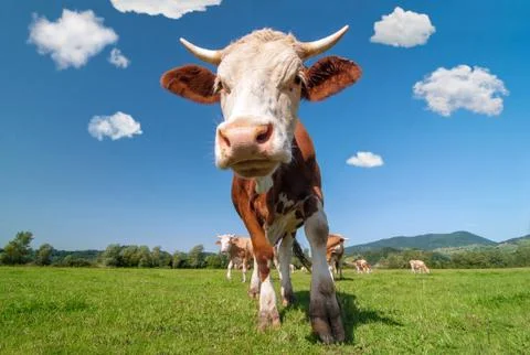 Cow in a field Stock Photos