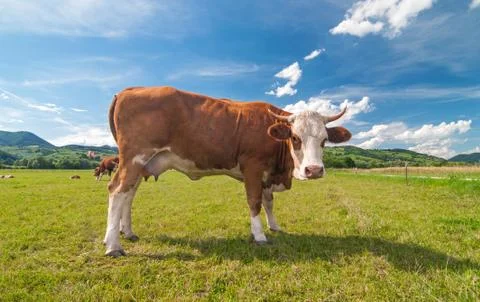 Cow in a field Stock Photos
