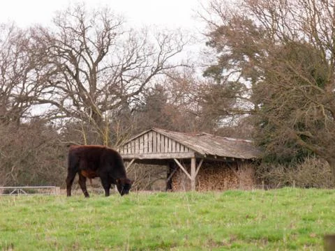 Cow in a Field Stock Photos
