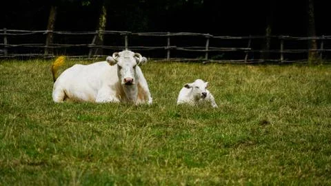 Cow on a field 库存照片