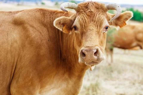 Cow on a field Stock Photos