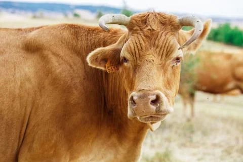 Cow on a field Foto stock