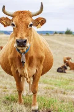 Cow on a field Stock Photos