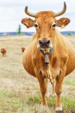 Cow on a field Stock Photos