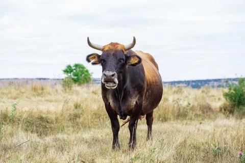 Cow on a field Stock-Fotos