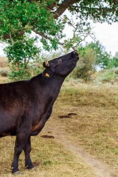 Cow on a field Stock Photos