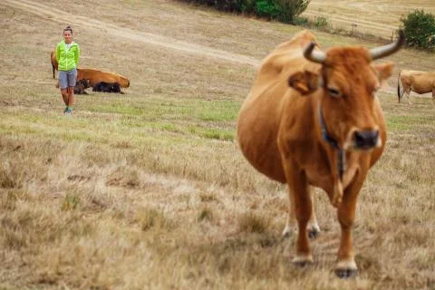 Cow on a field 스톡 사진