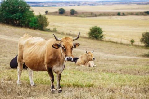 Cow on a field Foto stock