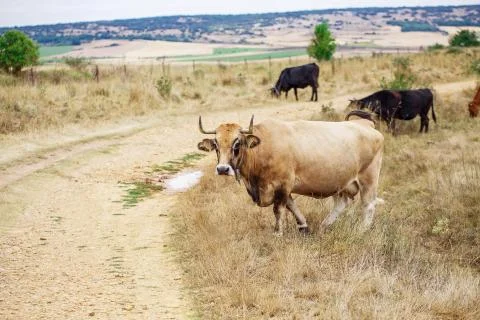 Cow on a field Stock Photos