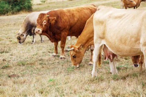Cow on a field Stock Photos