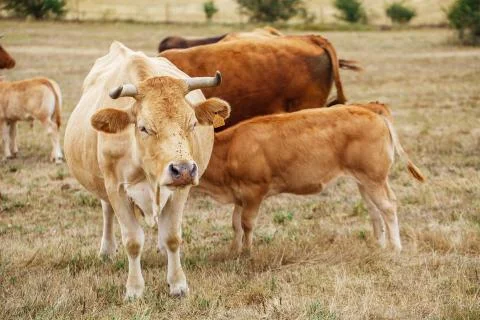 Cow on a field Stock Photos