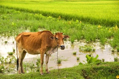 Cow on the field, Foto stock