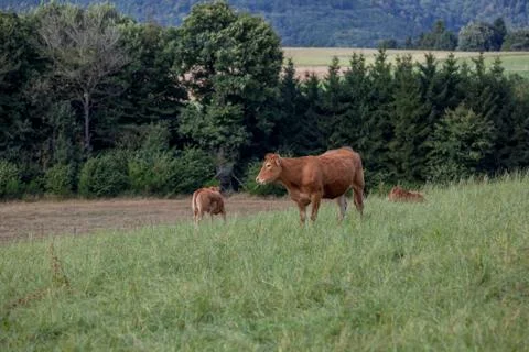 Cow in the field Stock Photos