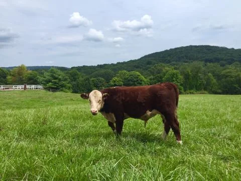 Cow in a field Stock Photos