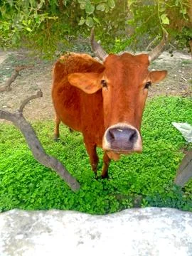 A cow in the field Stock Photos