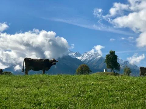 Cow on field Stock Photos