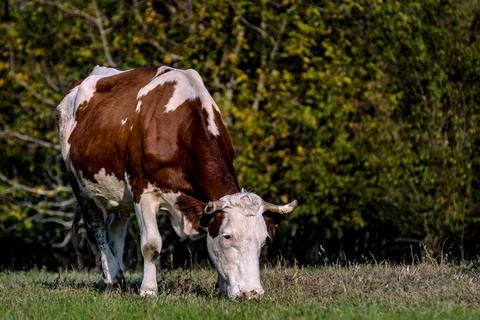 Cow in the field Stock Photos