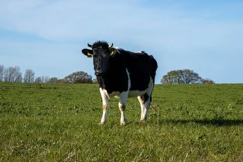 Cow in a field Stockfoto's