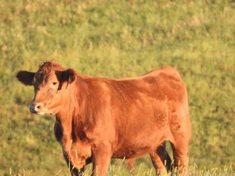 Cow in a Field 스톡 사진