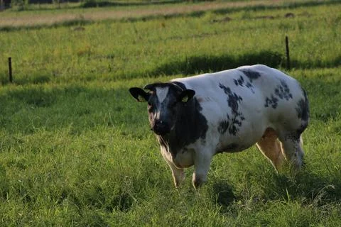 Cow in field Stock Photos