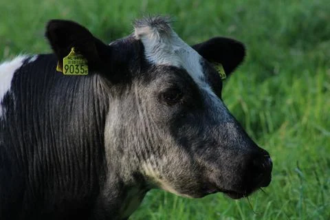Cow in field Foto stock