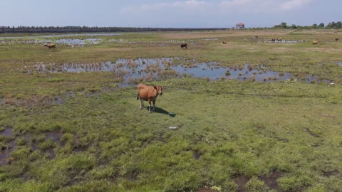 Cow in Field – Smooth Drone 360 Orbit Aerial View Stock Footage 344243171