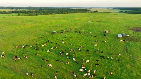 Cow in field on sunset. Cows graze on field with green grass at farm. Stock Footage 201160404