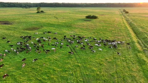 Cow in field on sunset. Cows graze on field with green grass at farm. 스톡 동영상 201168591
