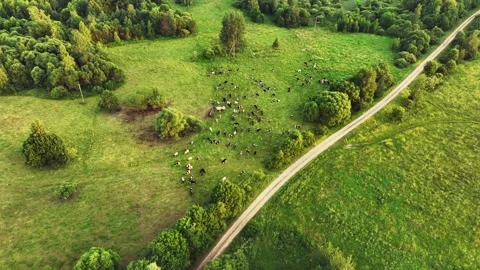 Cow in field on sunset. Cows graze on field with green grass at farm. Видео 201339837