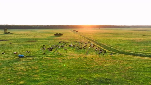Cow in field on sunset. Cows graze on field with green grass at farm. 库存影片 201384944