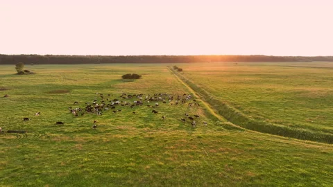 Cow in field on sunset. Cows graze on field with green grass at farm. 스톡 동영상 201385393