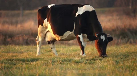 Cow in a field in sunset light Stock Footage 56622734