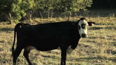 Cow in field with tail flapping Stock Footage 50085757