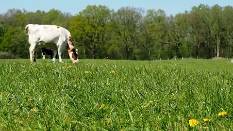 Cow on a Field - Tracking Shot Stock Footage 106995859